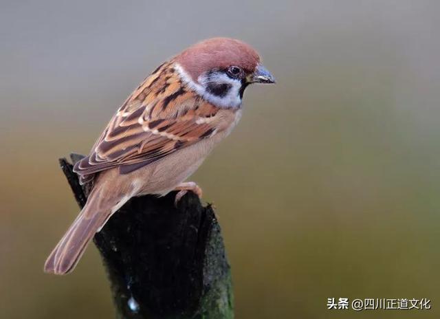 麻雀與筆記本：一段讓全網羞愧的父子情深故事