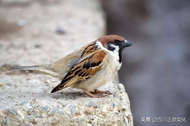 麻雀與筆記本：一段讓全網羞愧的父子情深故事