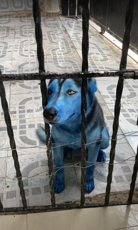 門口驚見「阿凡達哈」全身變藍色！網「怒轟虐狗」飼主喊冤：我才是受害者QQ