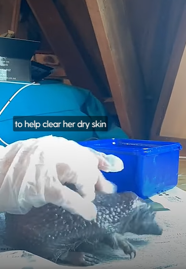 石頭會走路？她帶回家「洗掉身上水泥」細心照顧　終露出「可愛臉龐」網感動：是野生小天使❤️