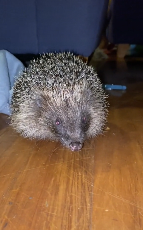 石頭會走路？她帶回家「洗掉身上水泥」細心照顧　終露出「可愛臉龐」網感動：是野生小天使❤️