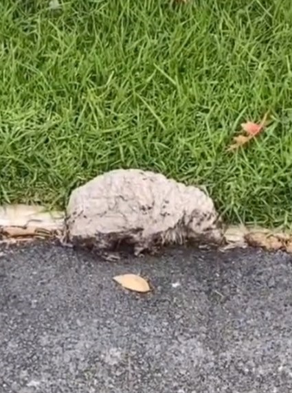 石頭會走路？她帶回家「洗掉身上水泥」細心照顧　終露出「可愛臉龐」網感動：是野生小天使❤️