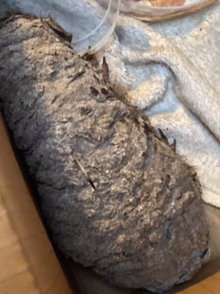 石頭會走路？她帶回家「洗掉身上水泥」細心照顧　終露出「可愛臉龐」網感動：是野生小天使❤️