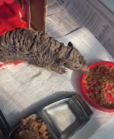 石頭會走路？她帶回家「洗掉身上水泥」細心照顧　終露出「可愛臉龐」網感動：是野生小天使❤️