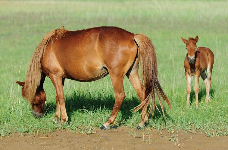大喜臨頭！屬牛 屬馬人：「7、8月將有大吉兆」　家裡有的快來「接喜」全家都走好運