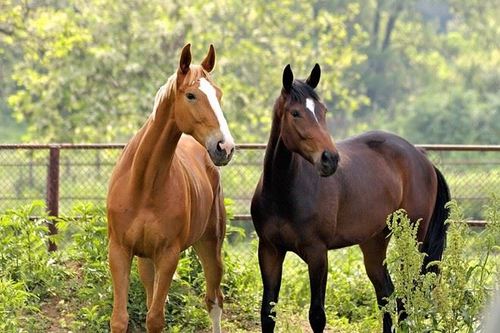 大喜臨頭！屬牛 屬馬人：「7、8月將有大吉兆」　家裡有的快來「接喜」全家都走好運