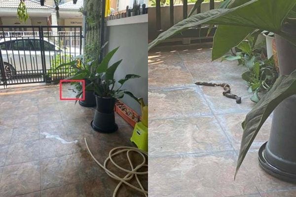 阿嬤打電話求救「院子裡有蛇」！孫子「火速衝回家」瞬間傻眼：怎麼是它...