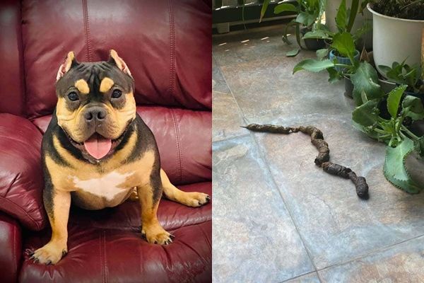 阿嬤打電話求救「院子裡有蛇」！孫子「火速衝回家」瞬間傻眼：怎麼是它...