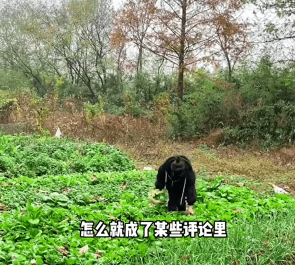 未婚未育！30歲女子辭職獨居農村「每天只上半天班」很快活　「人生不想將就」掀兩派論戰