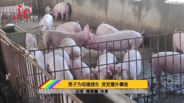半夜幫母豬接生！農村壯丁「最後竟然掛了」倒臥不起　年邁父「目擊兒子屍體」悲痛揪原因：豬也全死了