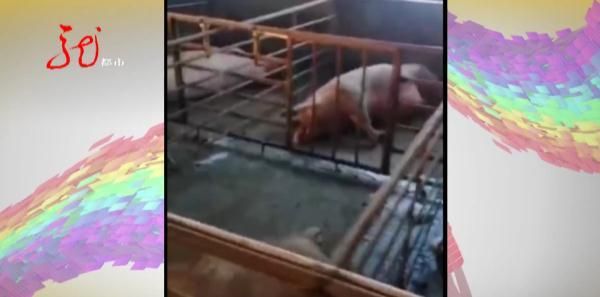 半夜幫母豬接生！農村壯丁「最後竟然掛了」倒臥不起　年邁父「目擊兒子屍體」悲痛揪原因：豬也全死了