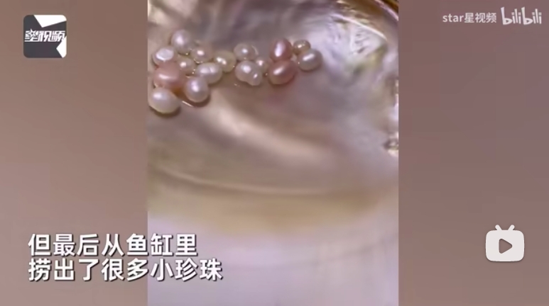 買蚌回家養！她異想天開「2年後會生珍珠」被朋友笑太蠢　打開見空殼「結局大逆轉」網喊好幸運