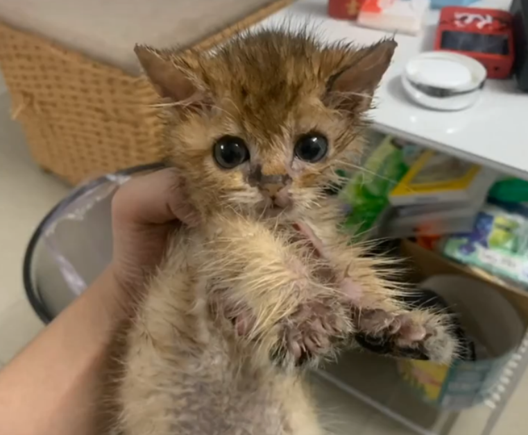 垃圾堆撿到「醜髒掉毛小浪橘」！好心照顧1個月...獸醫驚喜曝「撿到寶了」：身價不凡啊～