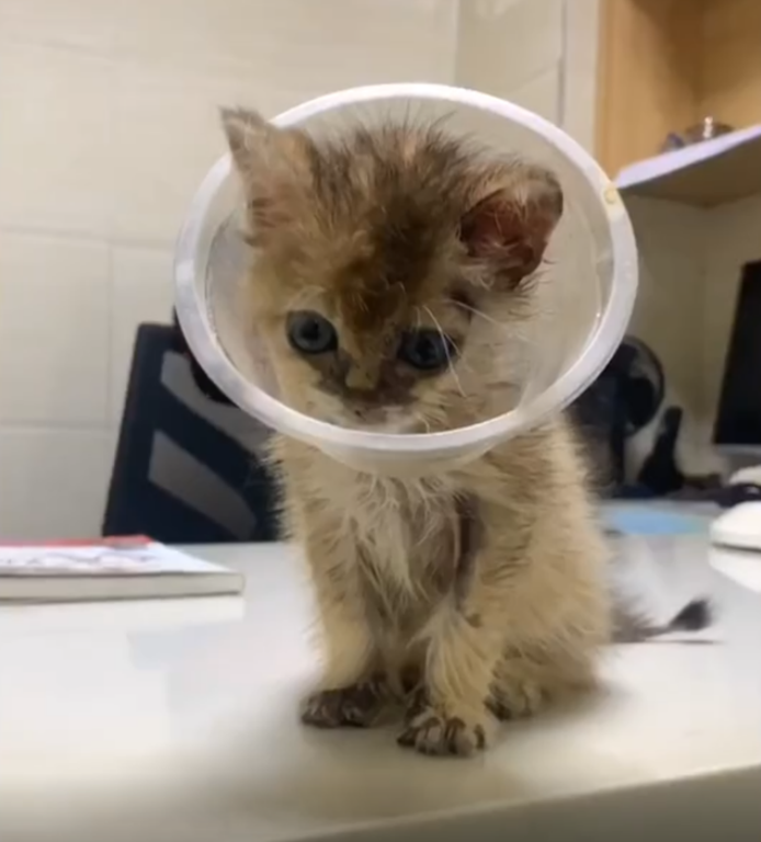 垃圾堆撿到「醜髒掉毛小浪橘」！好心照顧1個月...獸醫驚喜曝「撿到寶了」：身價不凡啊～