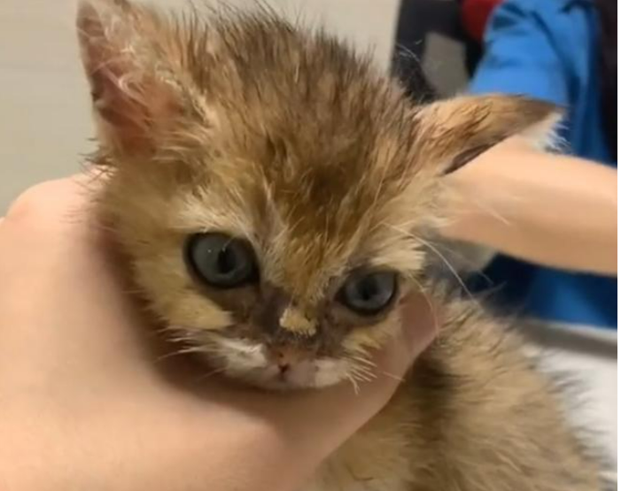 垃圾堆撿到「醜髒掉毛小浪橘」！好心照顧1個月...獸醫驚喜曝「撿到寶了」：身價不凡啊～