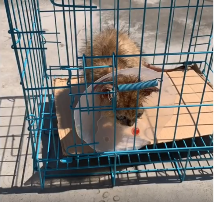 垃圾堆撿到「醜髒掉毛小浪橘」！好心照顧1個月...獸醫驚喜曝「撿到寶了」：身價不凡啊～