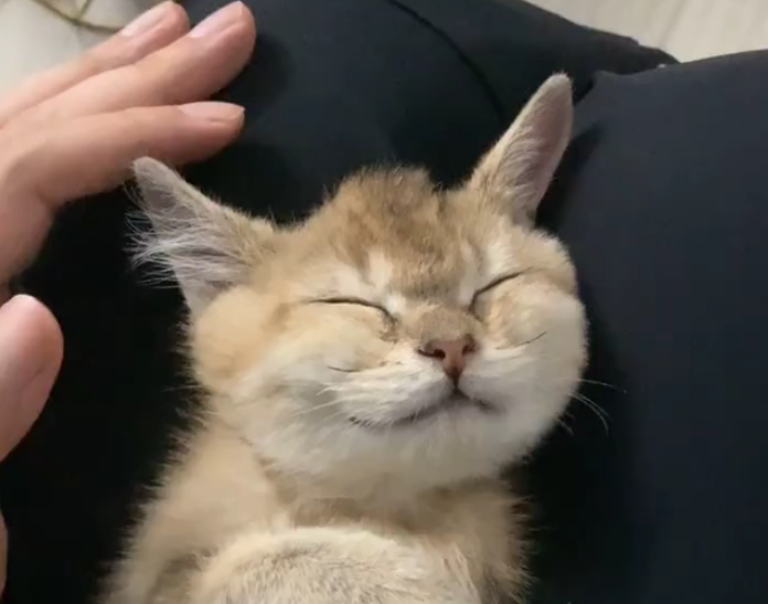 垃圾堆撿到「醜髒掉毛小浪橘」！好心照顧1個月...獸醫驚喜曝「撿到寶了」：身價不凡啊～