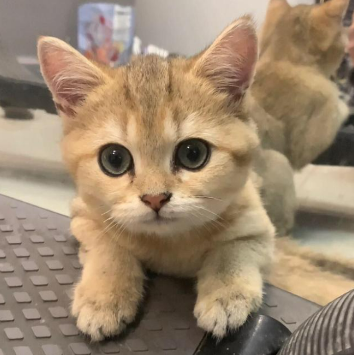 垃圾堆撿到「醜髒掉毛小浪橘」！好心照顧1個月...獸醫驚喜曝「撿到寶了」：身價不凡啊～