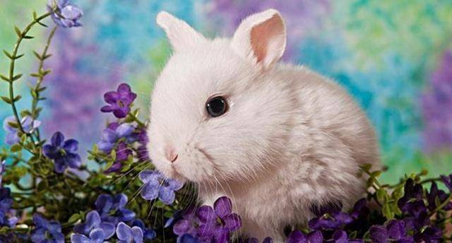 最善良的4個生肖!人緣好貴人多 中年前後財運暴漲