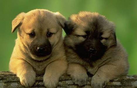 最善良的4個生肖!人緣好貴人多 中年前後財運暴漲