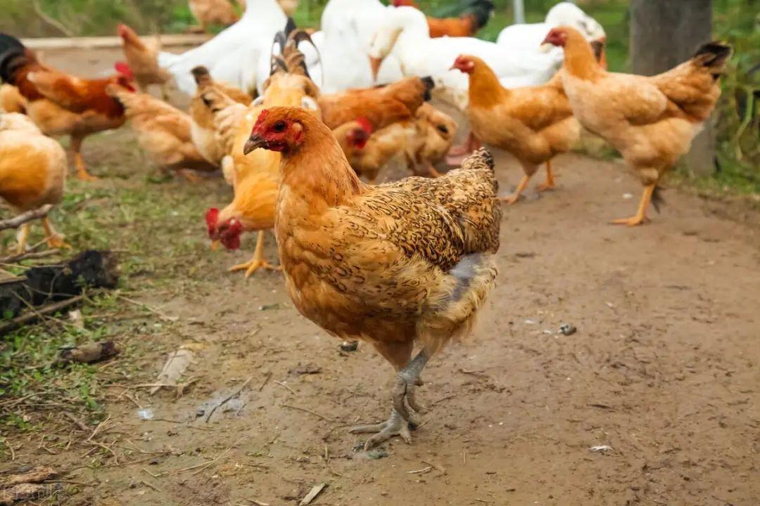 深夜入室偷雞！小偷被地主「放鞭炮嚇死」曝屍雞棚　家屬「索賠250萬」法院判決出爐