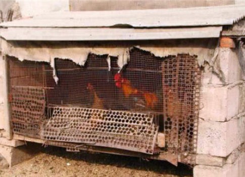 深夜入室偷雞！小偷被地主「放鞭炮嚇死」曝屍雞棚　家屬「索賠250萬」法院判決出爐