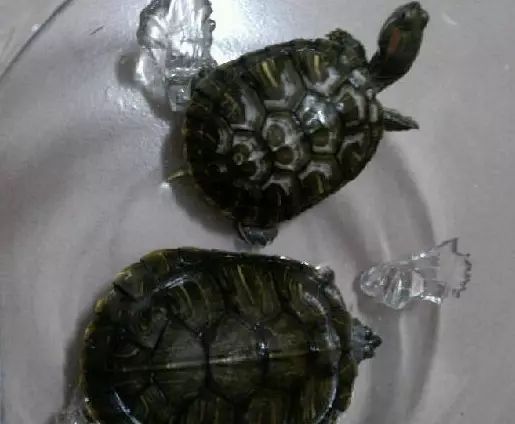 忘記把寵物龜收進屋！一夜過後「烏龜變冰塊」急壞主人　「把牠放溫水中」下一秒：模樣超滑稽