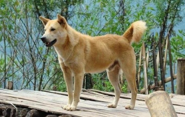 老黃狗去世後托夢：不要喝水缸裡的水！他立刻「打翻妻子煮的粥」看見地上兩人都傻住了