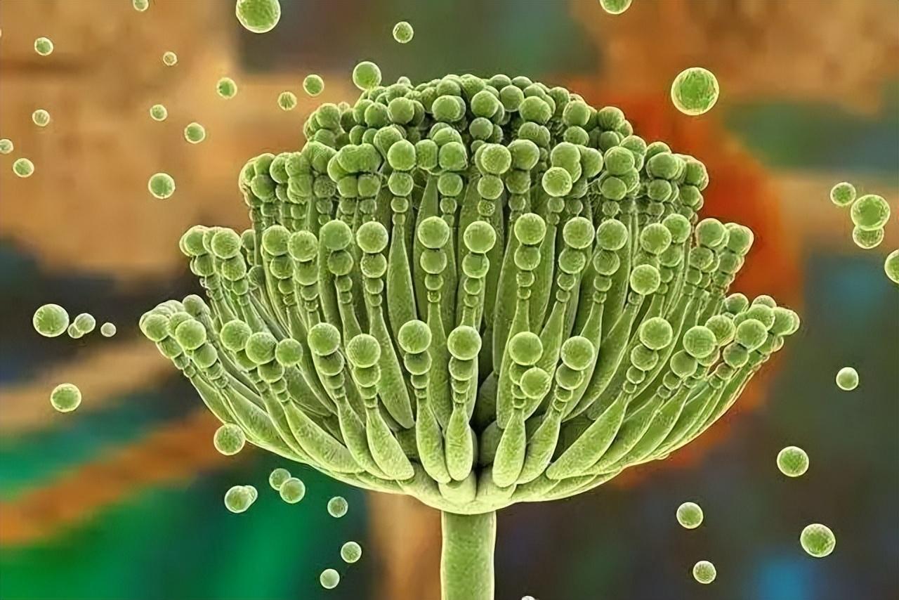 5大臨床癥狀要注意！肝癌越來越多　醫生提醒「1種水果」或比喝酒更傷肝：別再吃了