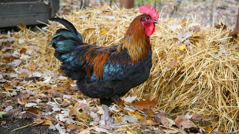 黑兔年60年一次！命理家提醒「6大生肖」要當心遭暗算　「點名一生肖」吉中藏凶運勢變化大