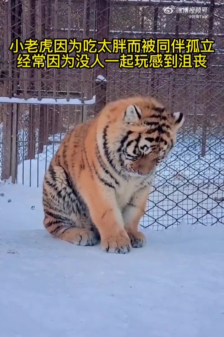 貪吃虎寶「腫成胖橘」沒同伴要理牠！被排擠「辛酸畫面流出」牠委屈哭哭：胃口好錯了嗎QQ