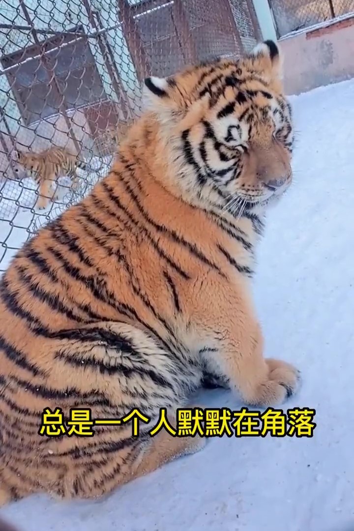 貪吃虎寶「腫成胖橘」沒同伴要理牠！被排擠「辛酸畫面流出」牠委屈哭哭：胃口好錯了嗎QQ