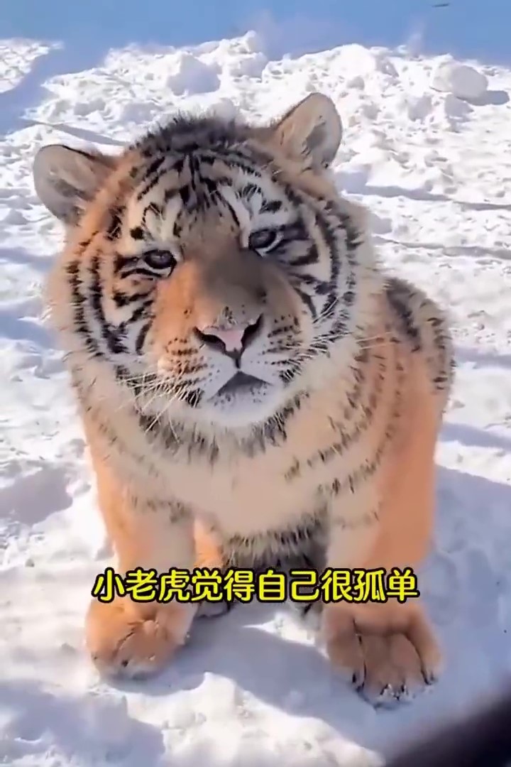 貪吃虎寶「腫成胖橘」沒同伴要理牠！被排擠「辛酸畫面流出」牠委屈哭哭：胃口好錯了嗎QQ