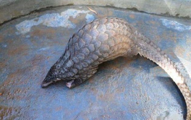 似蛇非蛇！男子捕撈到「一奇異生物」被建議：烤了吃　專家鑒定後「嚇出一身冷汗」秒速放生