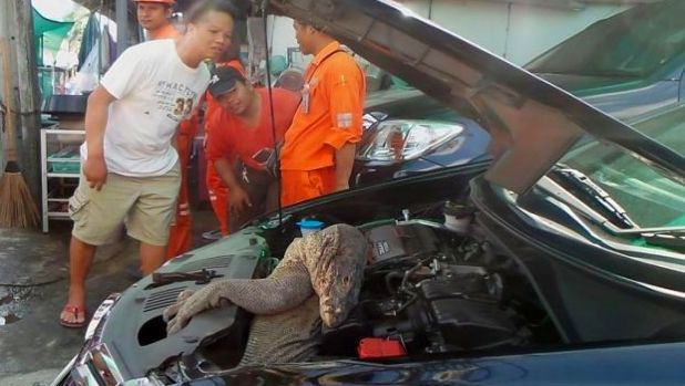 車輪下有條長尾巴!車主「以為是巨蟒」連忙報警 一拉出來「身份曝光」急喊停:車頭差點毀了