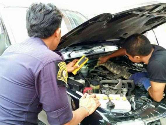 車輪下有條長尾巴!車主「以為是巨蟒」連忙報警 一拉出來「身份曝光」急喊停:車頭差點毀了