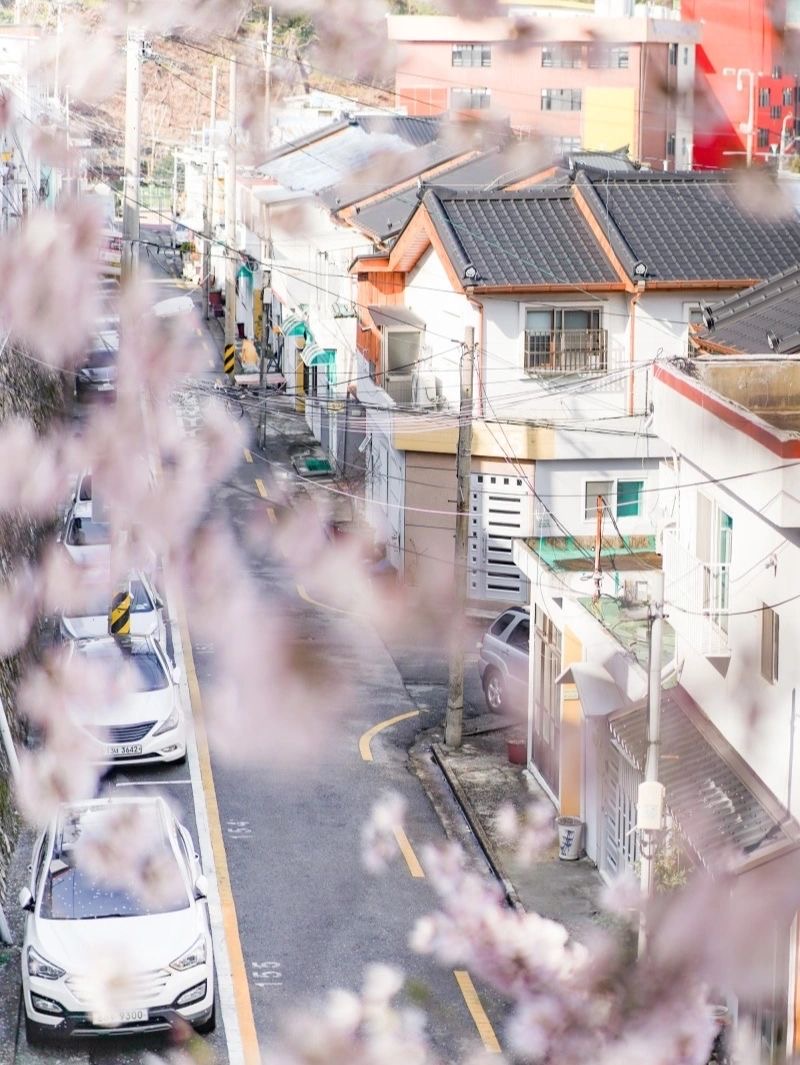 朦朧粉紅夢境！粉嫩櫻花季「花間小路坡道」宛如韓劇景色　馬路旁「五顏六色小房子」相互映襯好唯美