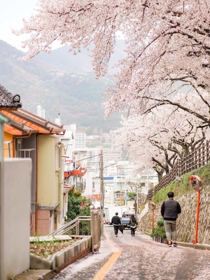 朦朧粉紅夢境！粉嫩櫻花季「花間小路坡道」宛如韓劇景色　馬路旁「五顏六色小房子」相互映襯好唯美