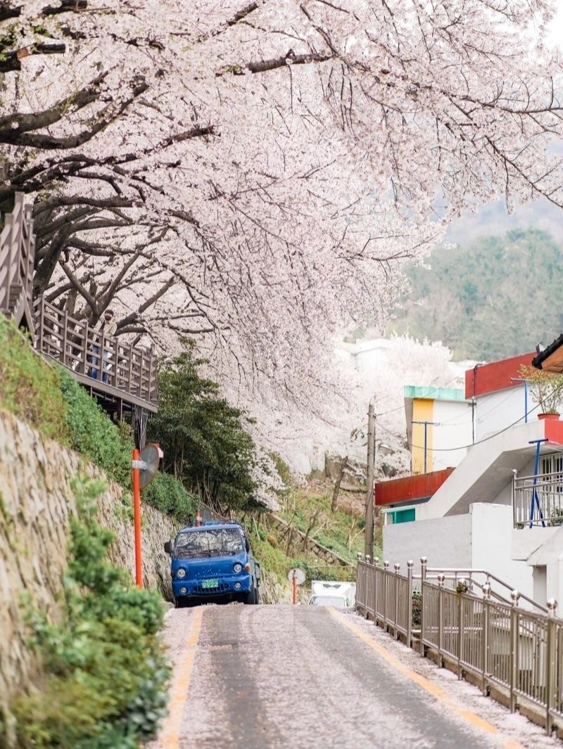 朦朧粉紅夢境！粉嫩櫻花季「花間小路坡道」宛如韓劇景色　馬路旁「五顏六色小房子」相互映襯好唯美