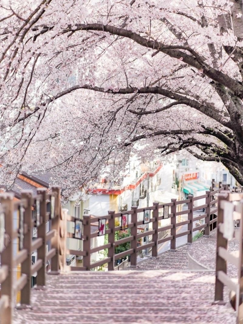 朦朧粉紅夢境！粉嫩櫻花季「花間小路坡道」宛如韓劇景色　馬路旁「五顏六色小房子」相互映襯好唯美
