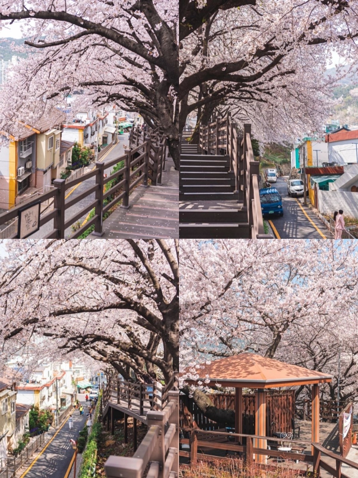 朦朧粉紅夢境！粉嫩櫻花季「花間小路坡道」宛如韓劇景色　馬路旁「五顏六色小房子」相互映襯好唯美