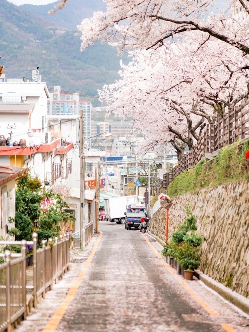 朦朧粉紅夢境！粉嫩櫻花季「花間小路坡道」宛如韓劇景色　馬路旁「五顏六色小房子」相互映襯好唯美