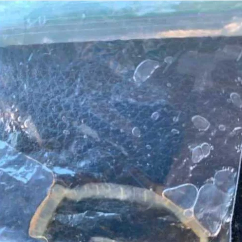 浴室撿到「半透明長條生物」以為是新物種！開心送檢隔天「接傻眼來電」：這不是蟲...