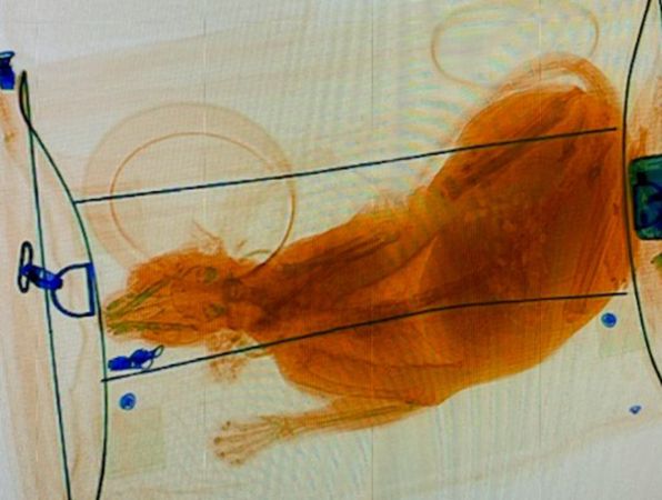 行李安檢竟照出「橘色圓滾生物」塞袋子!工作人員「拉開檢查」看傻:錯誤示範!