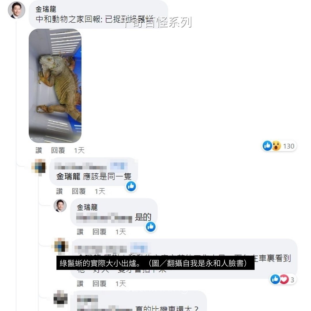 日常版哥吉拉?!新北驚見「比機車巨大」綠鬣蜥　曝「實際體型」網看呆：還以為恐龍