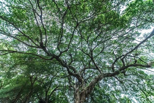 奶奶走後！大伯和父親「爭幾棵樹」撕破臉20年　直到「父親接到一通電話」當場老淚縱橫
