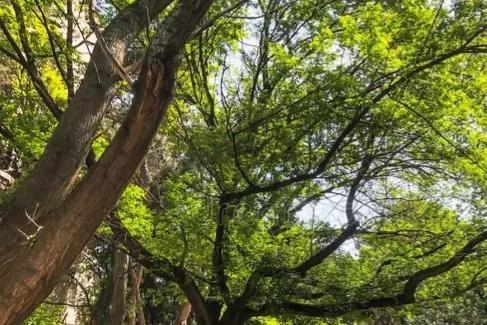 奶奶走後！大伯和父親「爭幾棵樹」撕破臉20年　直到「父親接到一通電話」當場老淚縱橫