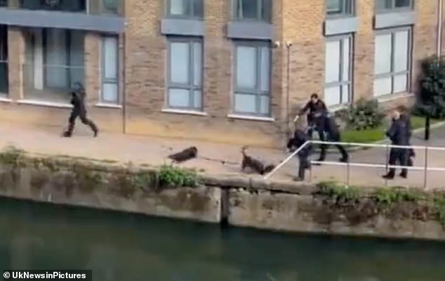 被指控襲擊路人「遭7警舉槍包圍」！2比特犬「上秒還在搖尾、下秒遭擊斃」居民目睹崩潰：為何開槍...
