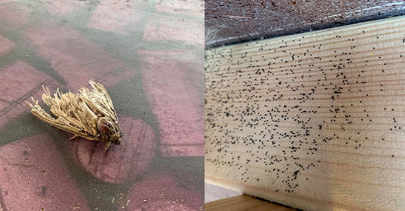 好像小珍珠！媽媽打掃房間「發現滿地黑色球球」　拍照問網友後「得到超驚悚答案」：不敢進房了