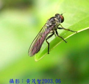被照了放大燈？家裡驚見「超巨大蒼蠅」停在櫥櫃上　他嚇傻問「到底是什麼蟲」專業網友解惑了